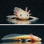 Captive-Bred Leucistic Axolotl, GFP (click for more detail)