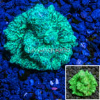USA Cultured Hydnophora Coral (click for more detail)