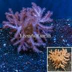Cauliflower Colt Coral Indonesia (click for more detail)