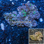 Zoanthus Coral Tonga (click for more detail)