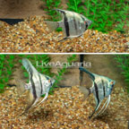 Blue Angelfish, Trio (click for more detail)