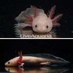 Captive-Bred Leucistic Axolotl, GFP (click for more detail)