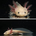 Captive-Bred Leucistic Axolotl, GFP (click for more detail)