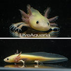 Captive-Bred Leucistic Axolotl, GFP (click for more detail)