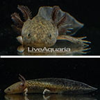 Captive-Bred Wild Melanoid Axolotl, GFP  (click for more detail)
