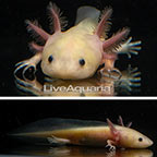 Captive-Bred Leucistic Axolotl, GFP (click for more detail)