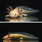 Captive-Bred Leucistic Axolotl, GFP (click for more detail)
