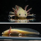 Captive-Bred Leucistic Axolotl, GFP (click for more detail)