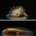 Captive-Bred Leucistic Axolotl, GFP (click for more detail)