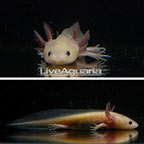 Captive-Bred Leucistic Axolotl, GFP (click for more detail)