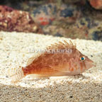 Yellow hawkfish (click for more detail)