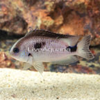 Corazon's Damselfish (click for more detail)