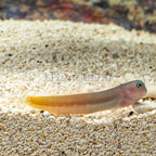 White Belly Bicolor Blenny (click for more detail)