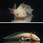 Captive-Bred Leucistic Axolotl, GFP (click for more detail)