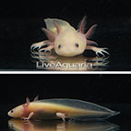 Captive-Bred Leucistic Axolotl, GFP (click for more detail)