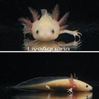 Captive-Bred Leucistic Axolotl, GFP (click for more detail)