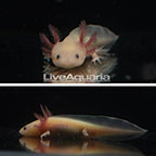 Captive-Bred Leucistic Axolotl, GFP (click for more detail)