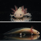 Captive-Bred Leucistic Axolotl, GFP (click for more detail)