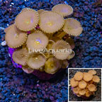 Protopalythoa Coral Indonesia (click for more detail)