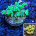 LiveAquaria® Cultured Acropora Coral  (click for more detail)