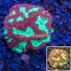 Australia Cultured Dipsastrea Brain Coral (click for more detail)