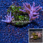 Tree Coral Indonesia (click for more detail)