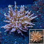 Tree Coral Indonesia (click for more detail)
