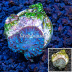 Rhodactis Mushroom Rock Indonesia (click for more detail)
