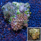 Zoanthus Coral Indonesia (click for more detail)