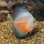 Dusky Discus (click for more detail)