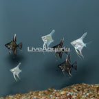 LiveAquaria® Captive-Bred Black Marble and Gold Angelfish, Group of 6 (click for more detail)