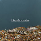 Gold Zebra Loach, Trio (click for more detail)