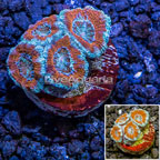LiveAquaria® Cultured Acan Lord Coral  (click for more detail)