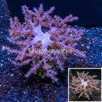  Pineapple Tree Coral Indonesia (click for more detail)
