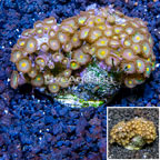 Zoanthus Coral Indonesia (click for more detail)