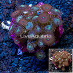 Zoanthus Coral Indonesia (click for more detail)
