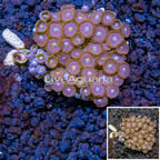 Zoanthus Coral Indonesia (click for more detail)