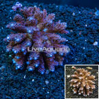 Acropora Coral Tonga (click for more detail)