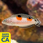 Twin Spot Wrasse  (click for more detail)