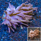 Tree Coral Indonesia (click for more detail)