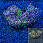 Colony Polyp Rock Zoanthus Vietnam (click for more detail)