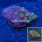 Ultra Zoanthus Indonesia (click for more detail)