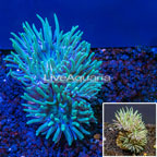 LiveAquaria® Cultured Duncan Coral (click for more detail)