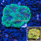 Australia Cultured Goniastrea Brain Coral (click for more detail)