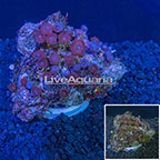 Colony Polyp Rock Zoanthus Indonesia (click for more detail)