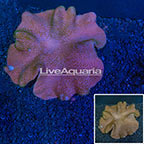 Lobophytum Coral Vietnam (click for more detail)