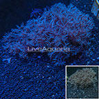 Pom Pom Xenia Coral Indonesia (click for more detail)