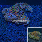 Colony Polyp Rock Zoanthus Vietnam (click for more detail)
