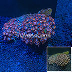 Colony Polyp Rock Zoanthus (click for more detail)