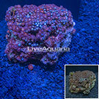 Colony Polyp Rock Zoanthus Vietnam (click for more detail)
